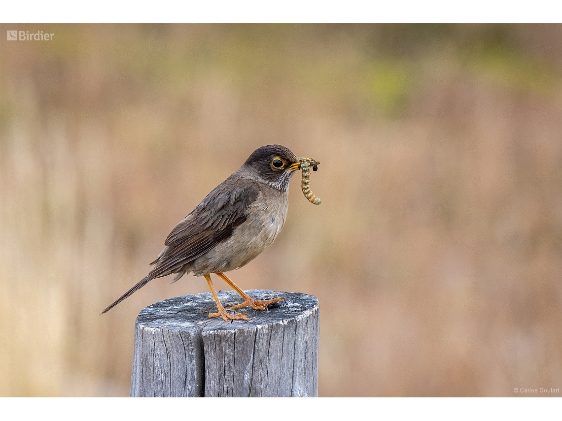 Turdus falcklandii