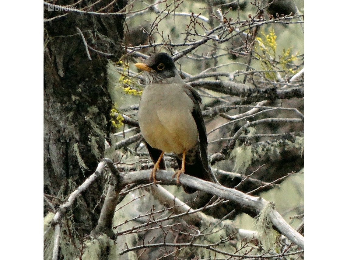 Turdus falcklandii