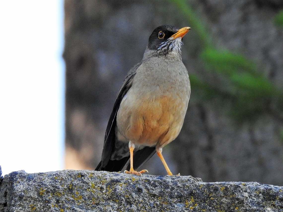 Turdus falcklandii