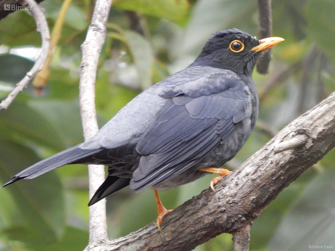 Turdus flavipes