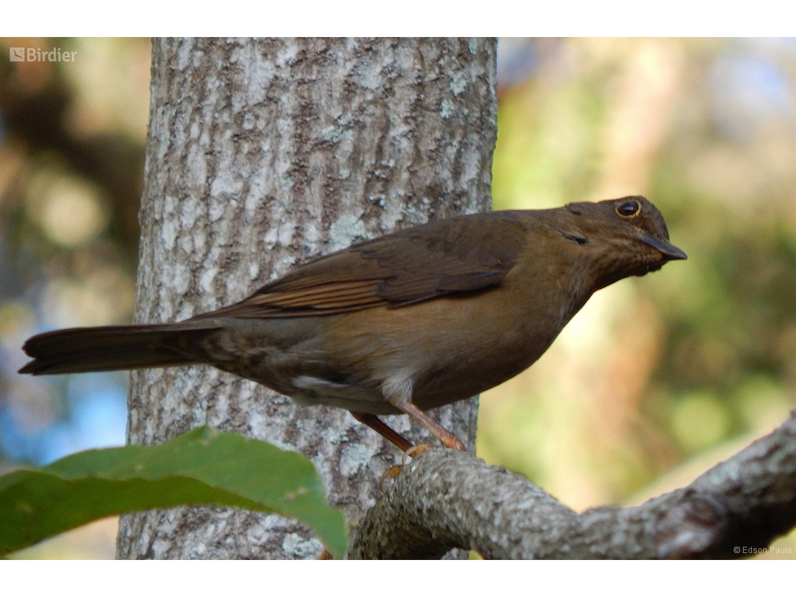 Turdus flavipes
