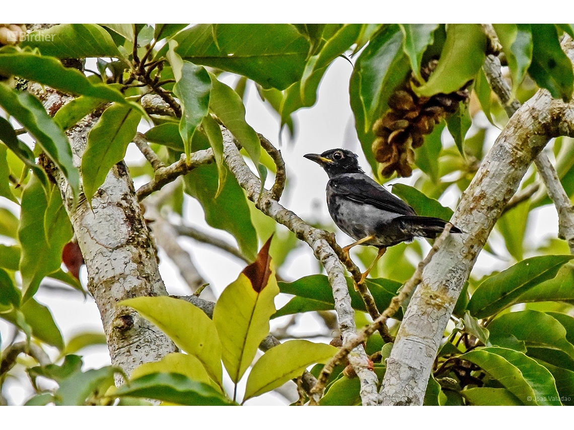 Turdus flavipes