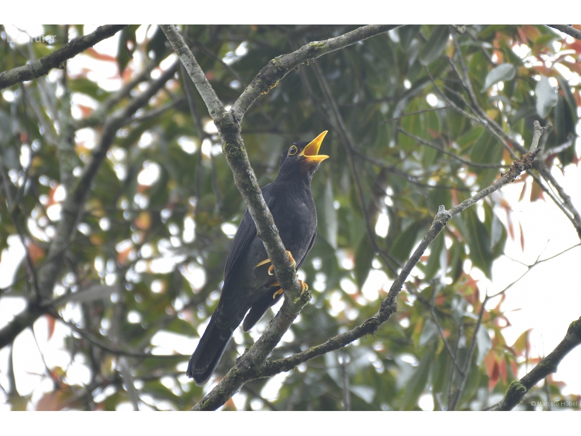 Turdus flavipes