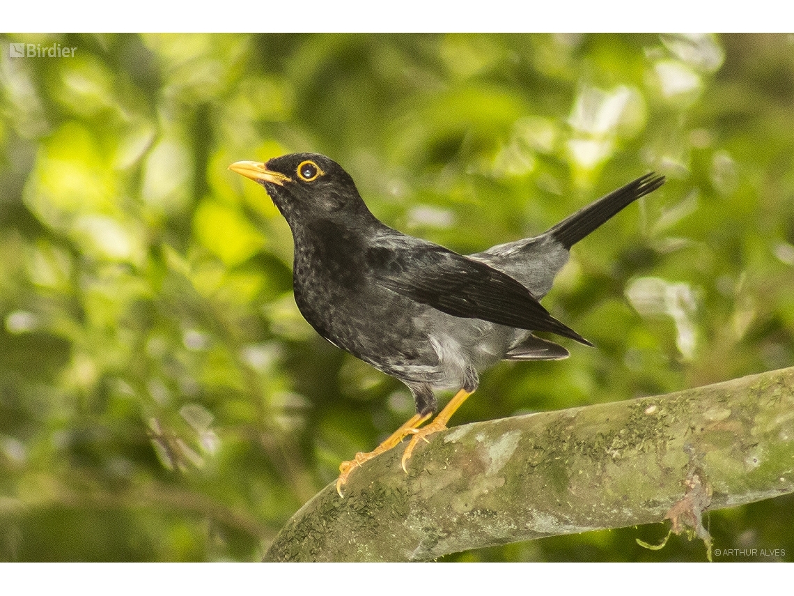 Turdus flavipes