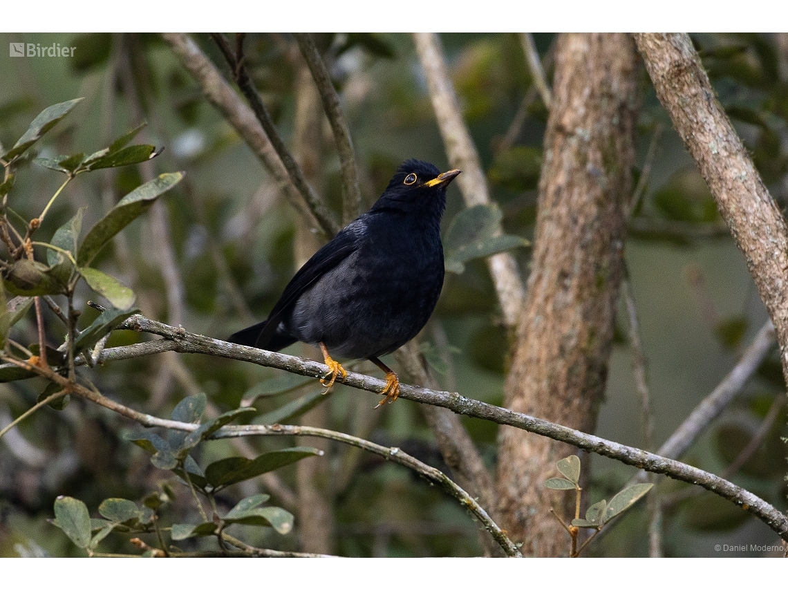 Turdus flavipes
