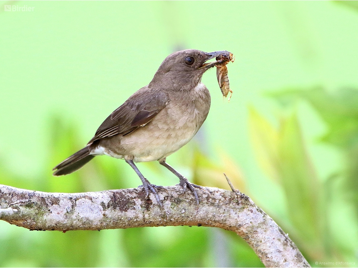 Turdus ignobilis