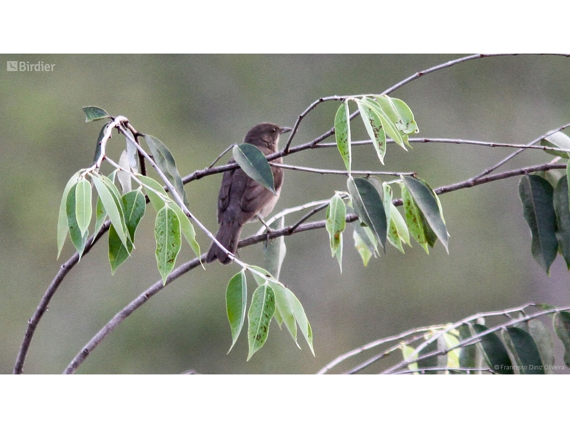 Turdus ignobilis