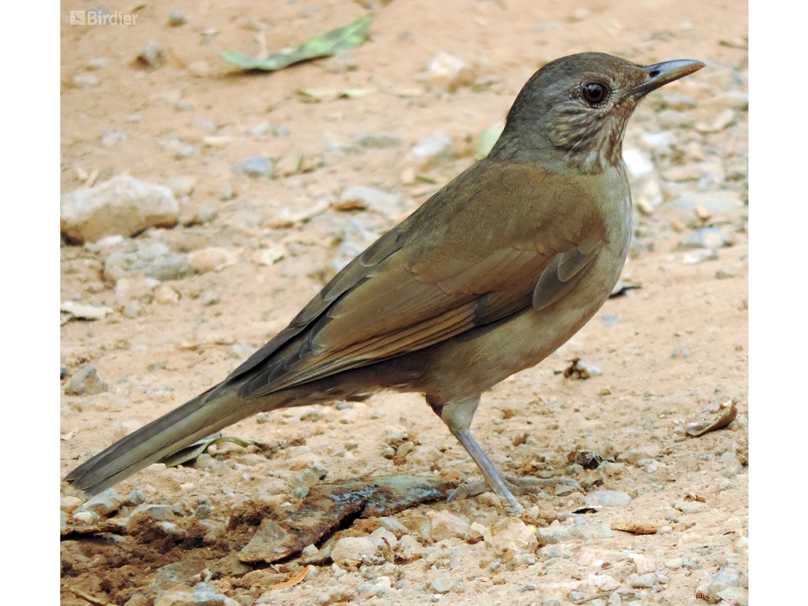 Turdus leucomelas