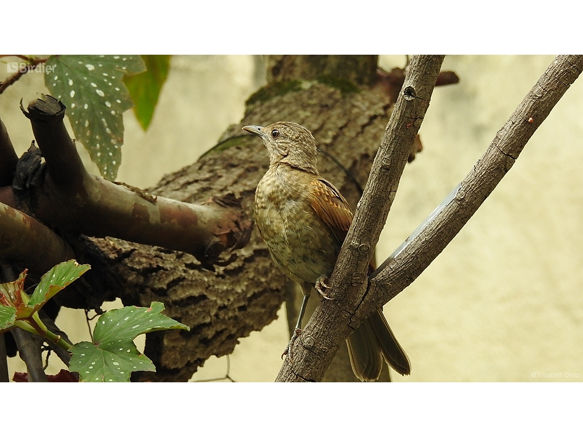 Turdus leucomelas