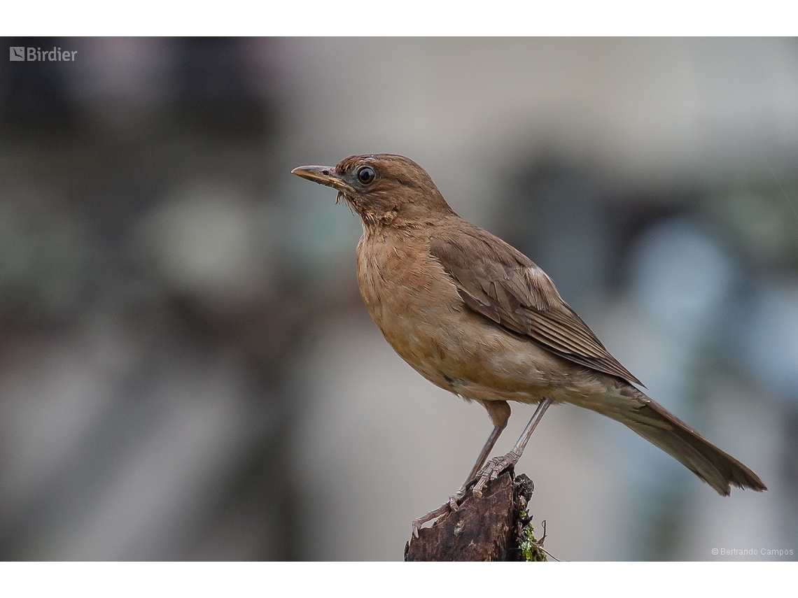 Turdus leucomelas