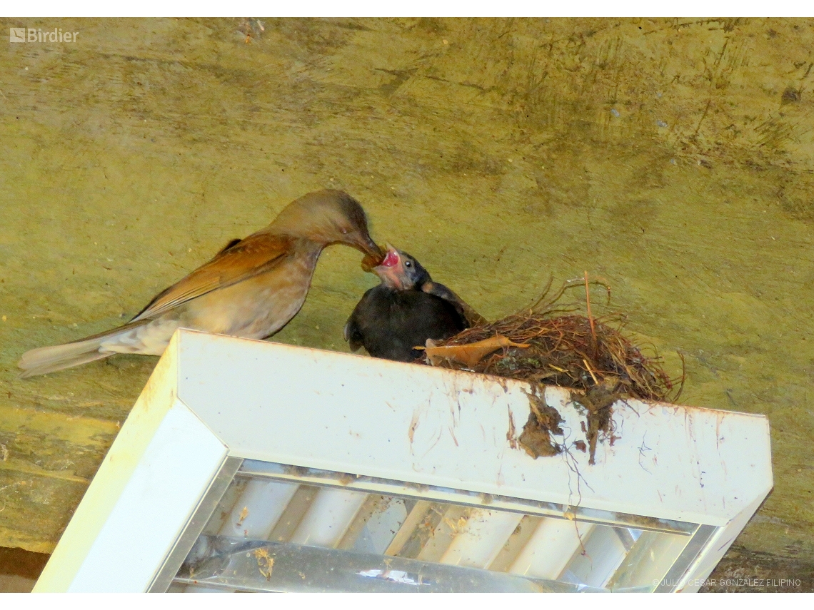 Turdus leucomelas