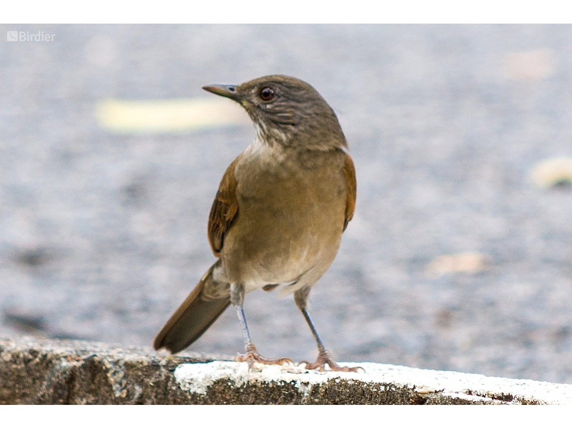 Turdus leucomelas