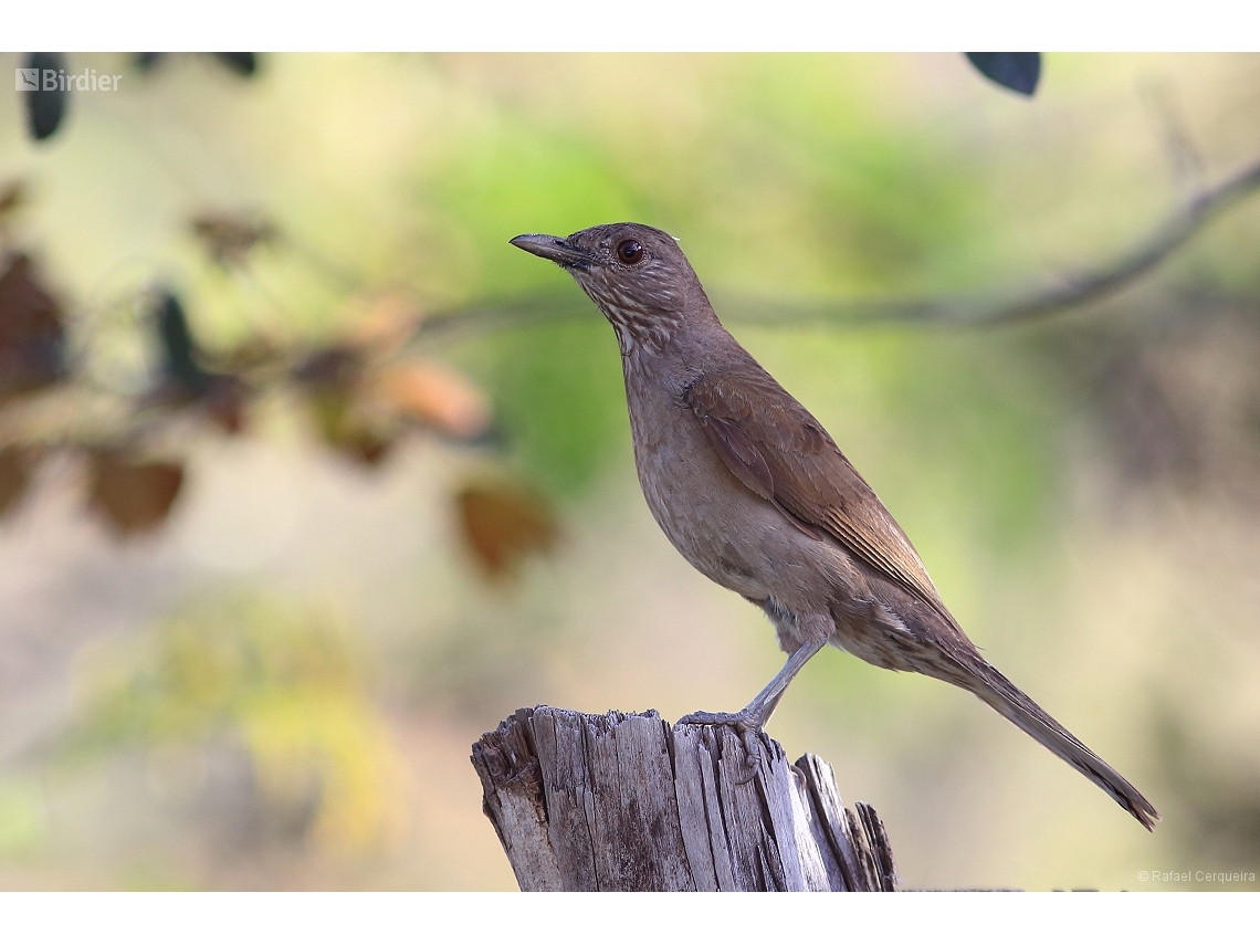 Turdus leucomelas