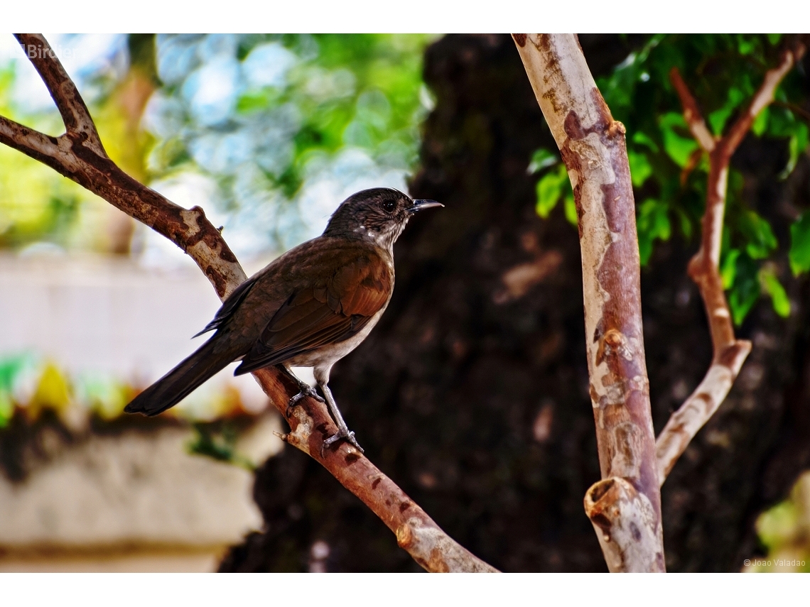 Turdus leucomelas