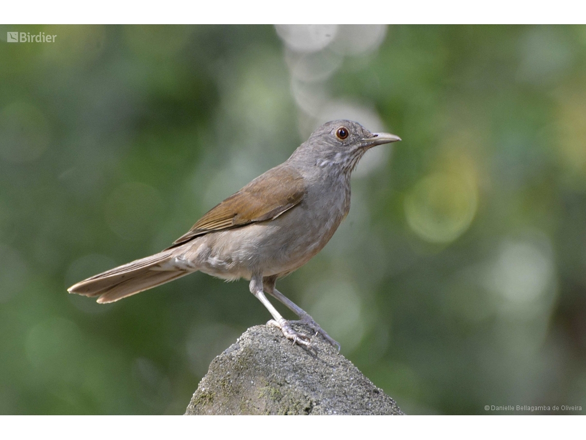 Turdus leucomelas