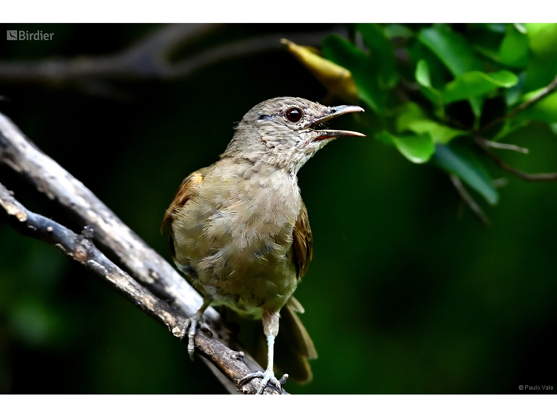 Turdus leucomelas