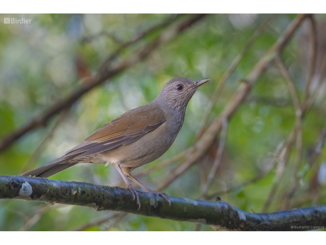 Turdus leucomelas