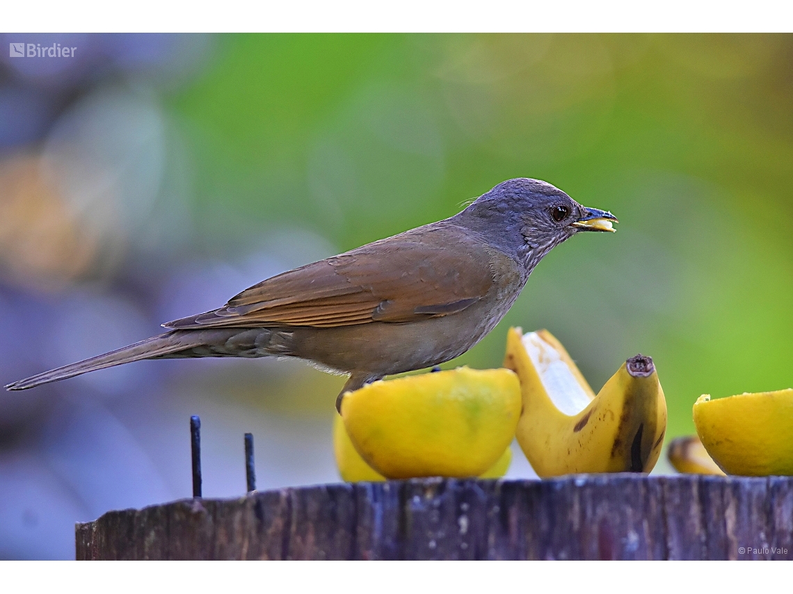 Turdus leucomelas
