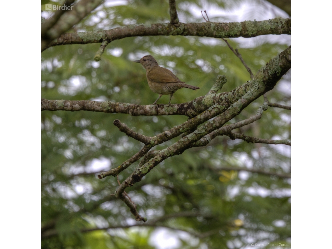 Turdus leucomelas