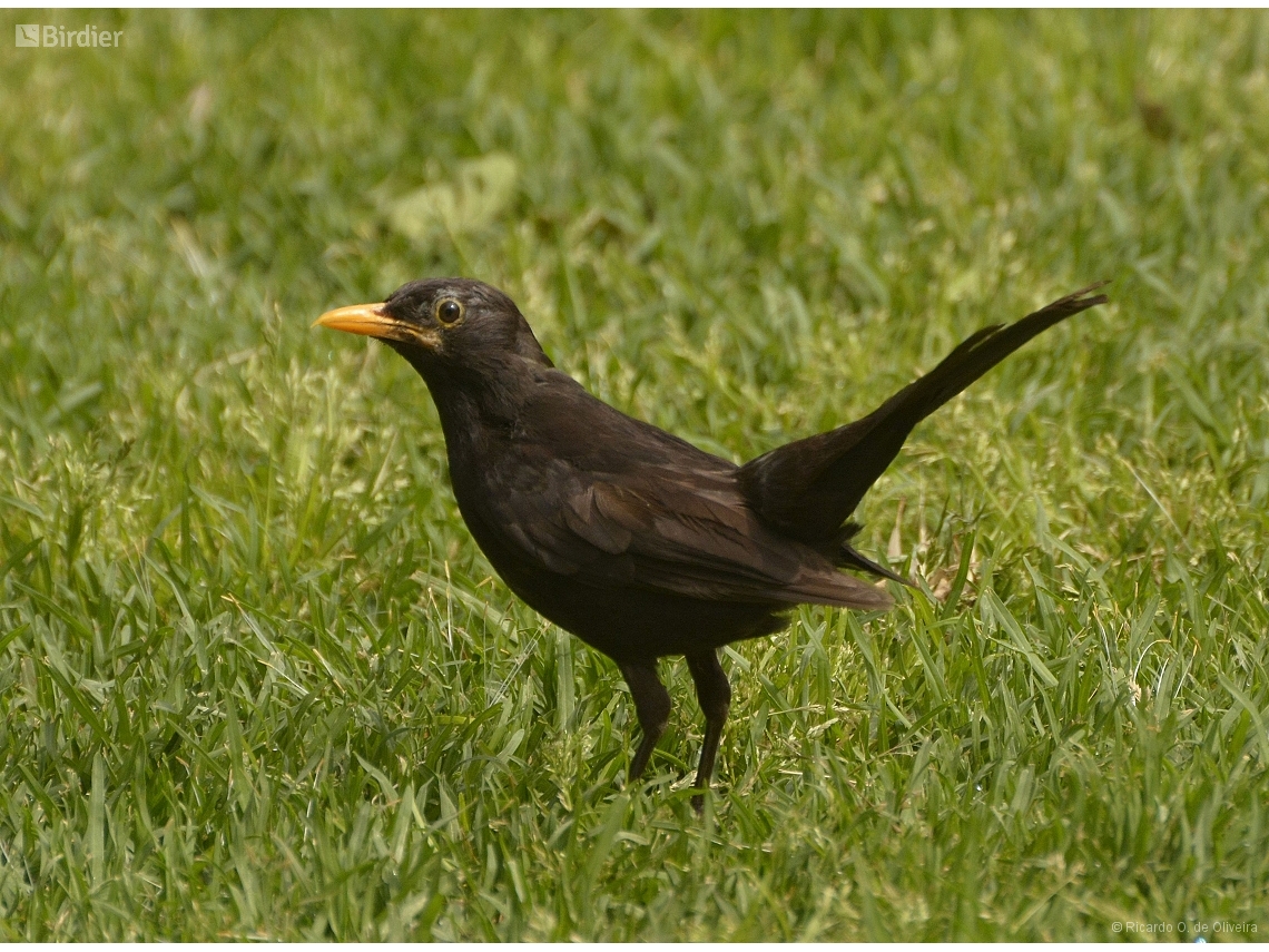 Turdus merula