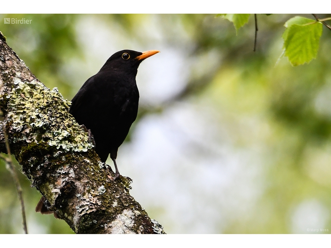 Turdus merula