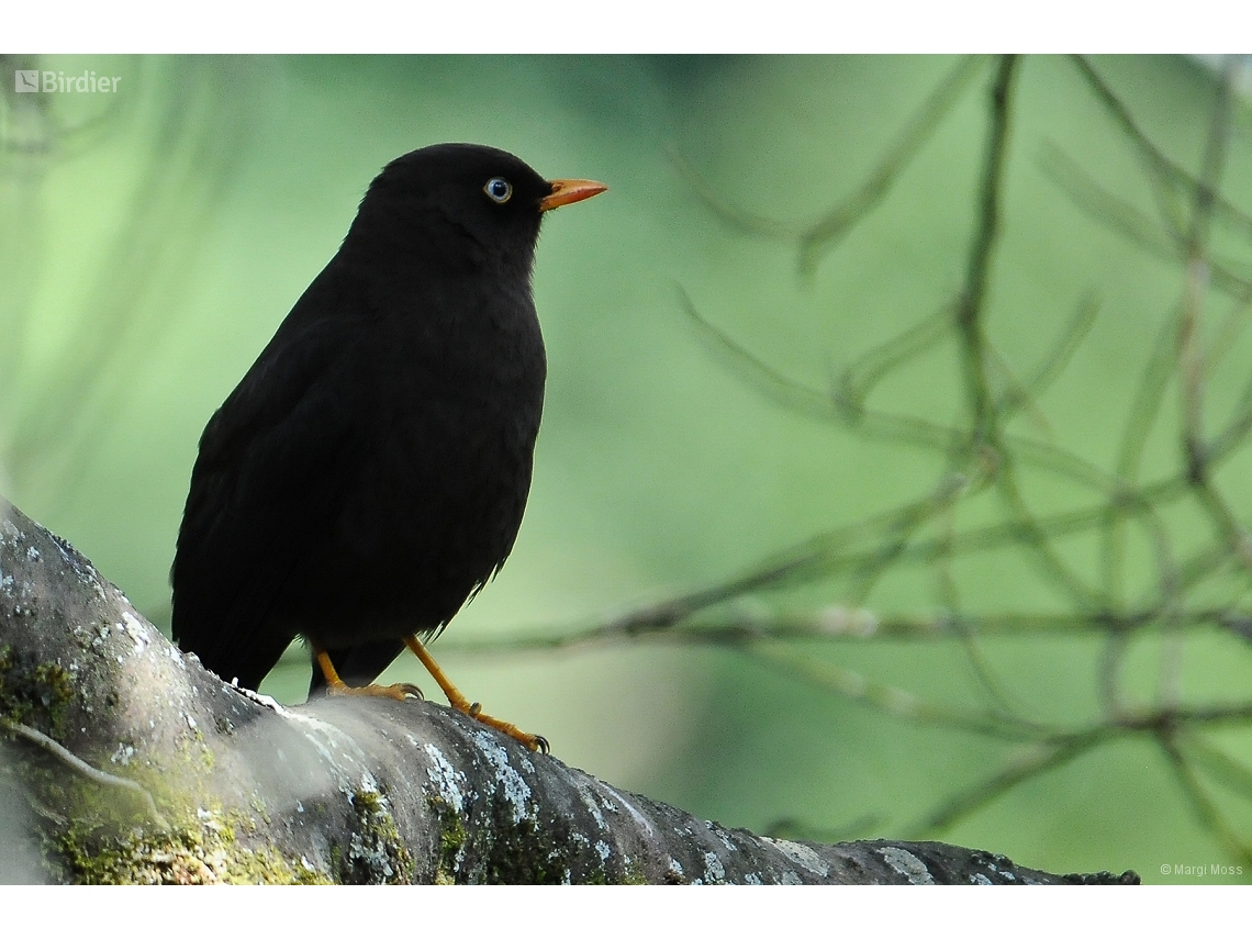 Turdus merula