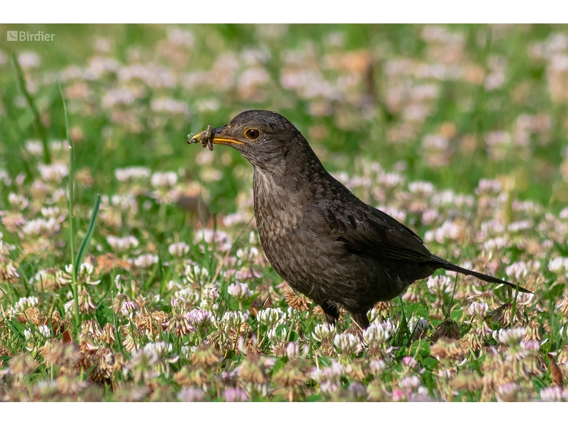 Turdus merula