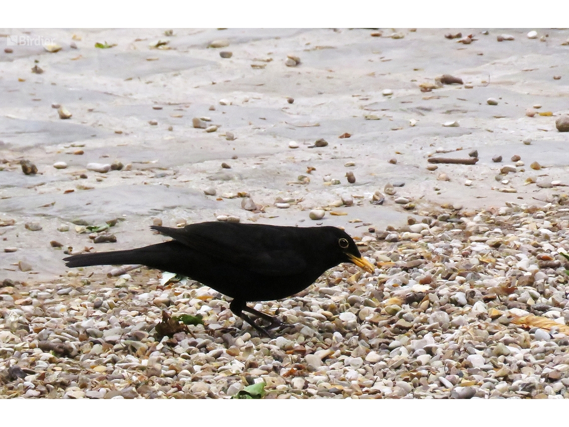 Turdus merula