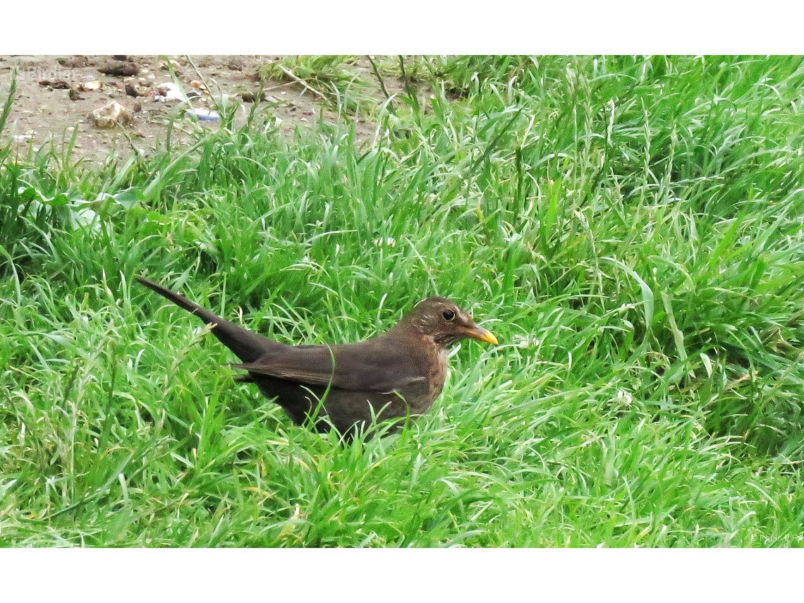 Turdus merula