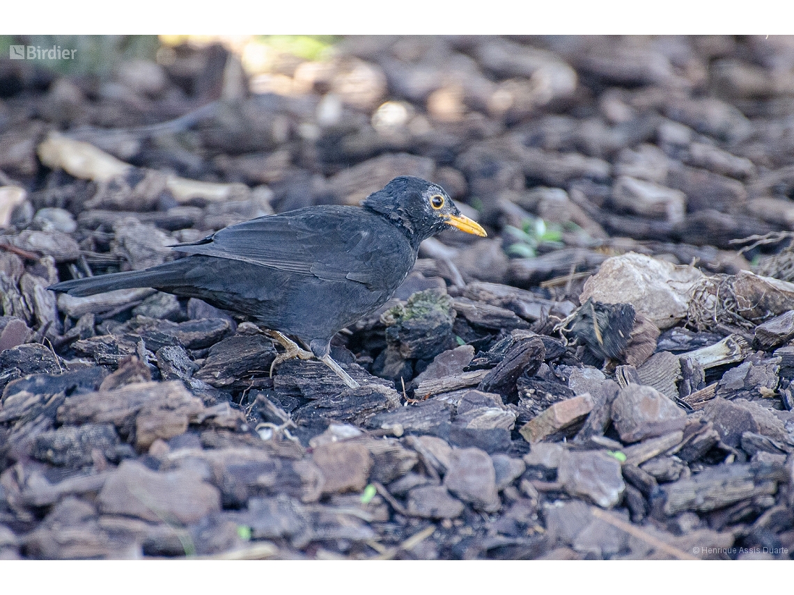 Turdus merula