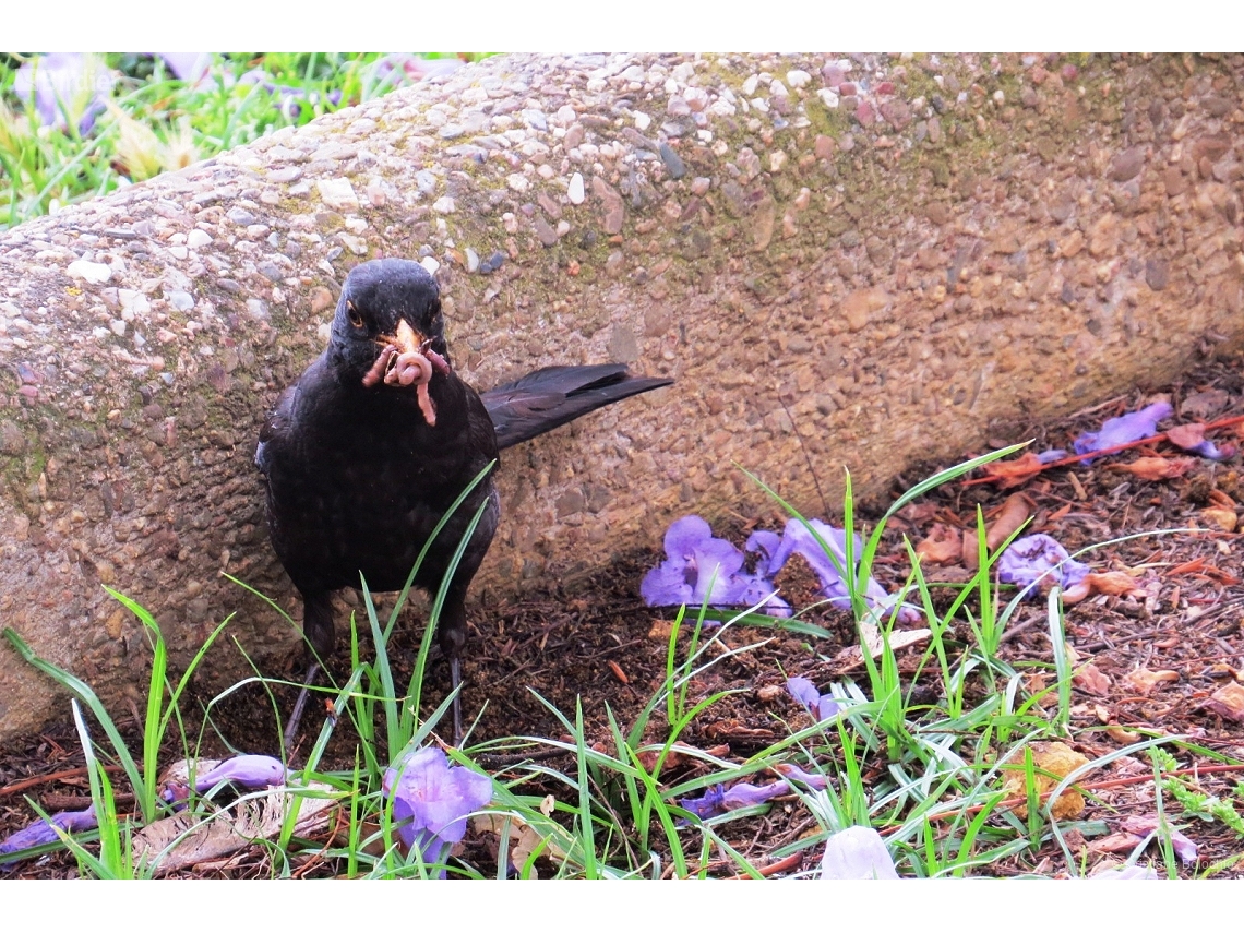 Turdus merula