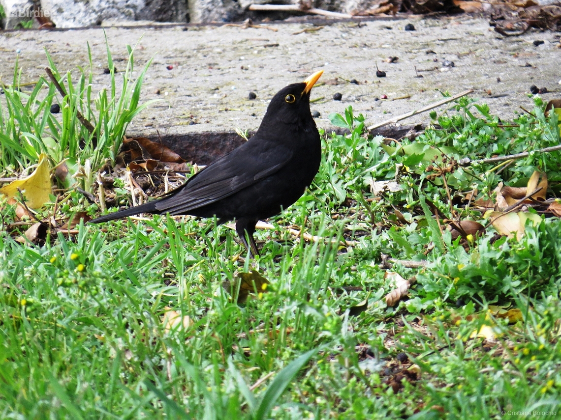 Turdus merula