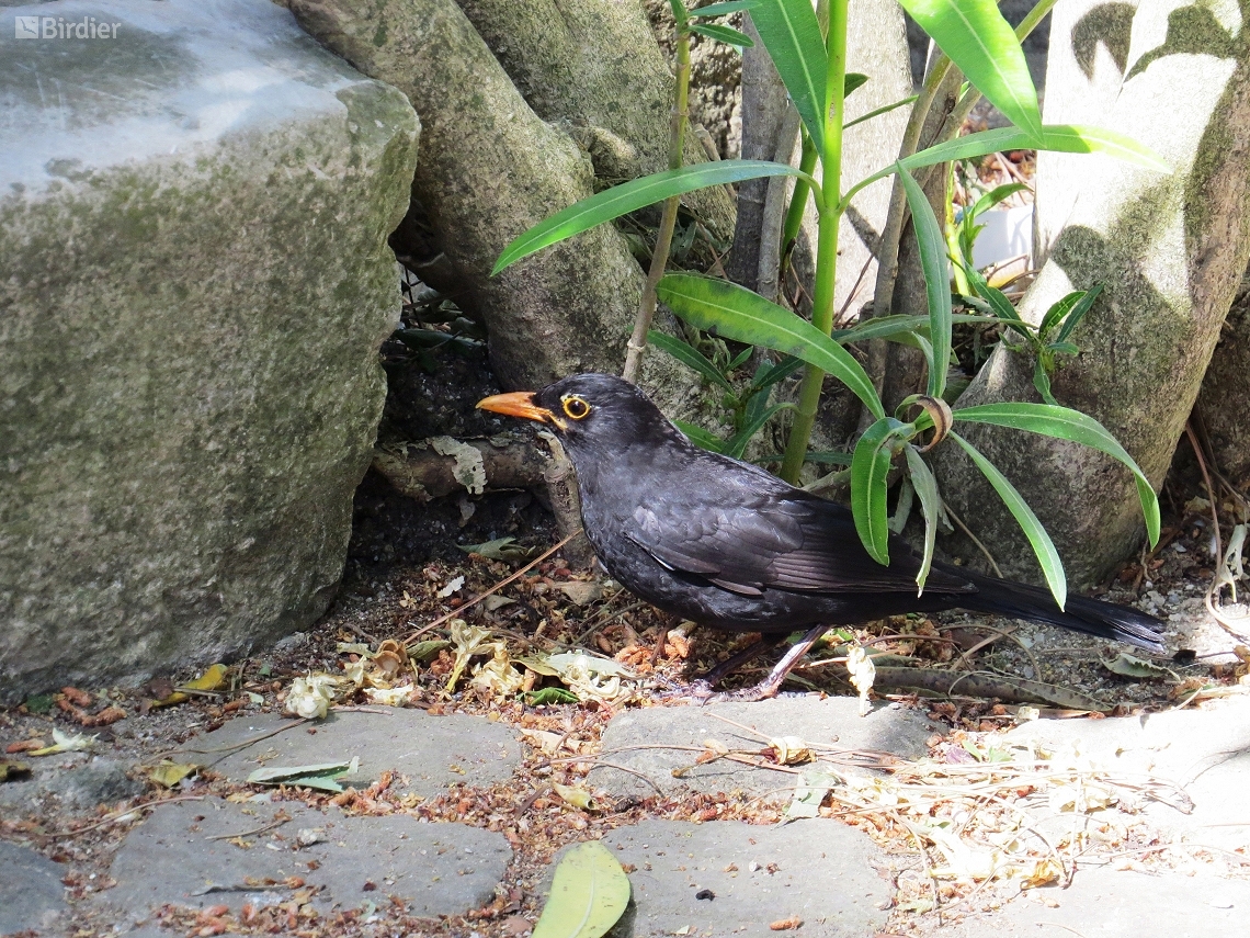 Turdus merula