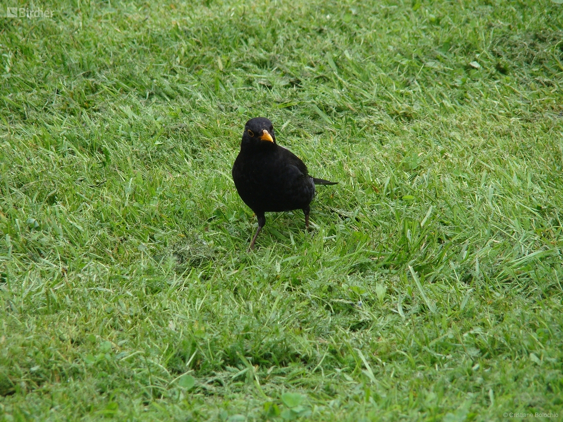 Turdus merula