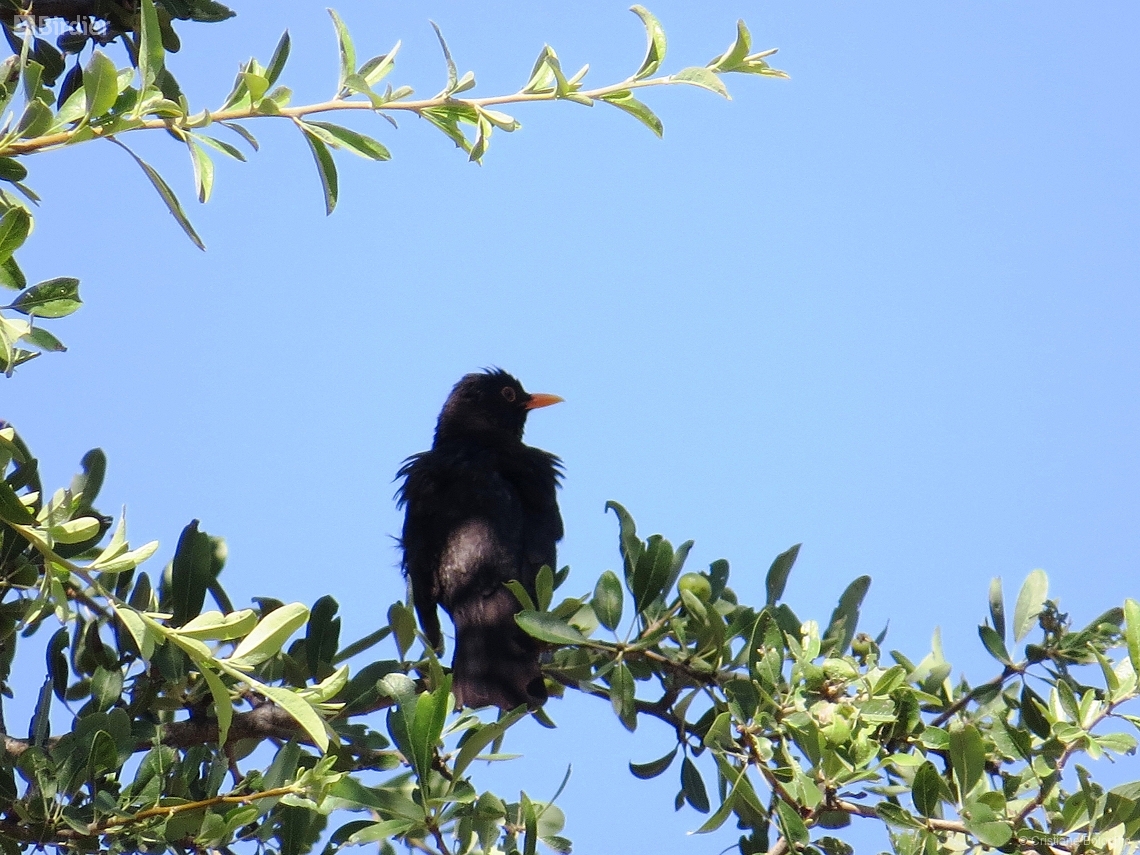 Turdus merula