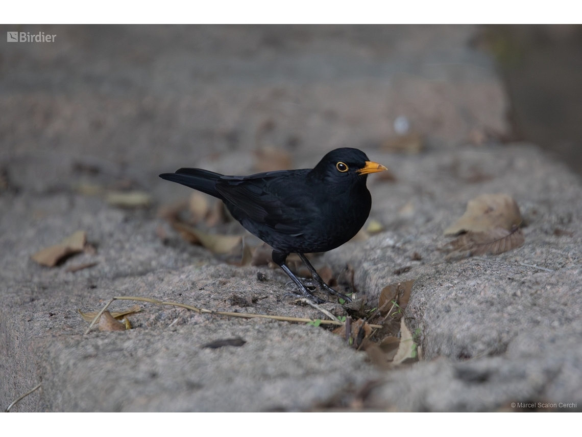 Turdus merula