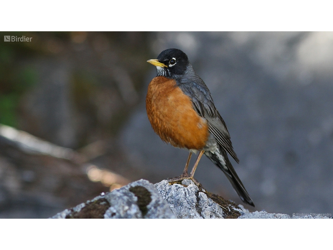 Turdus migratorius