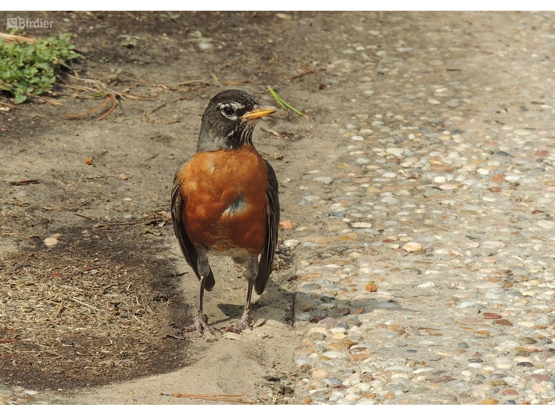 Turdus migratorius