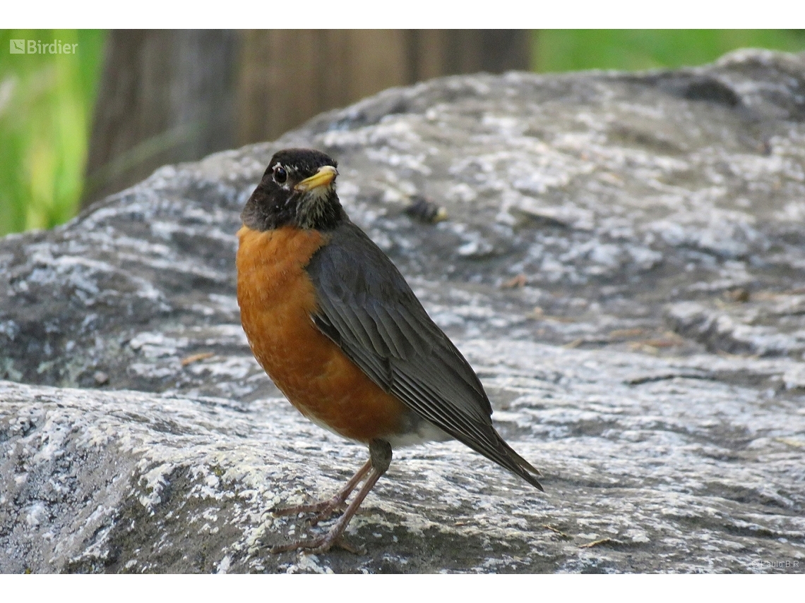 Turdus migratorius