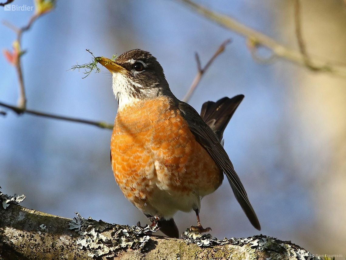 Turdus migratorius