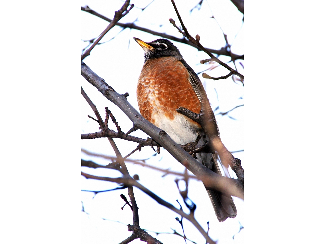Turdus migratorius