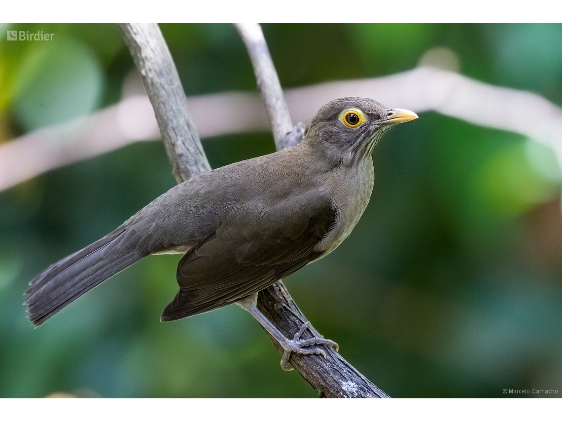 Turdus nudigenis