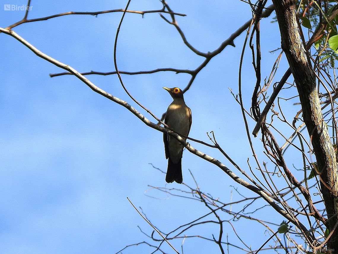 Turdus nudigenis