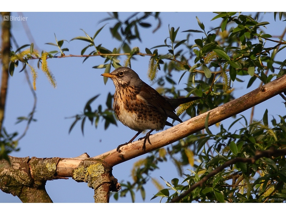 Turdus pilaris