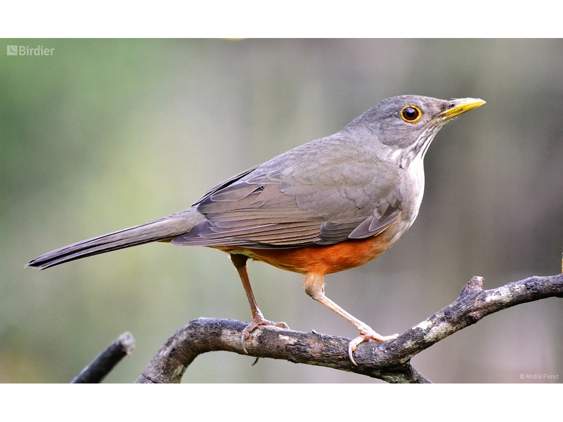 Turdus rufiventris