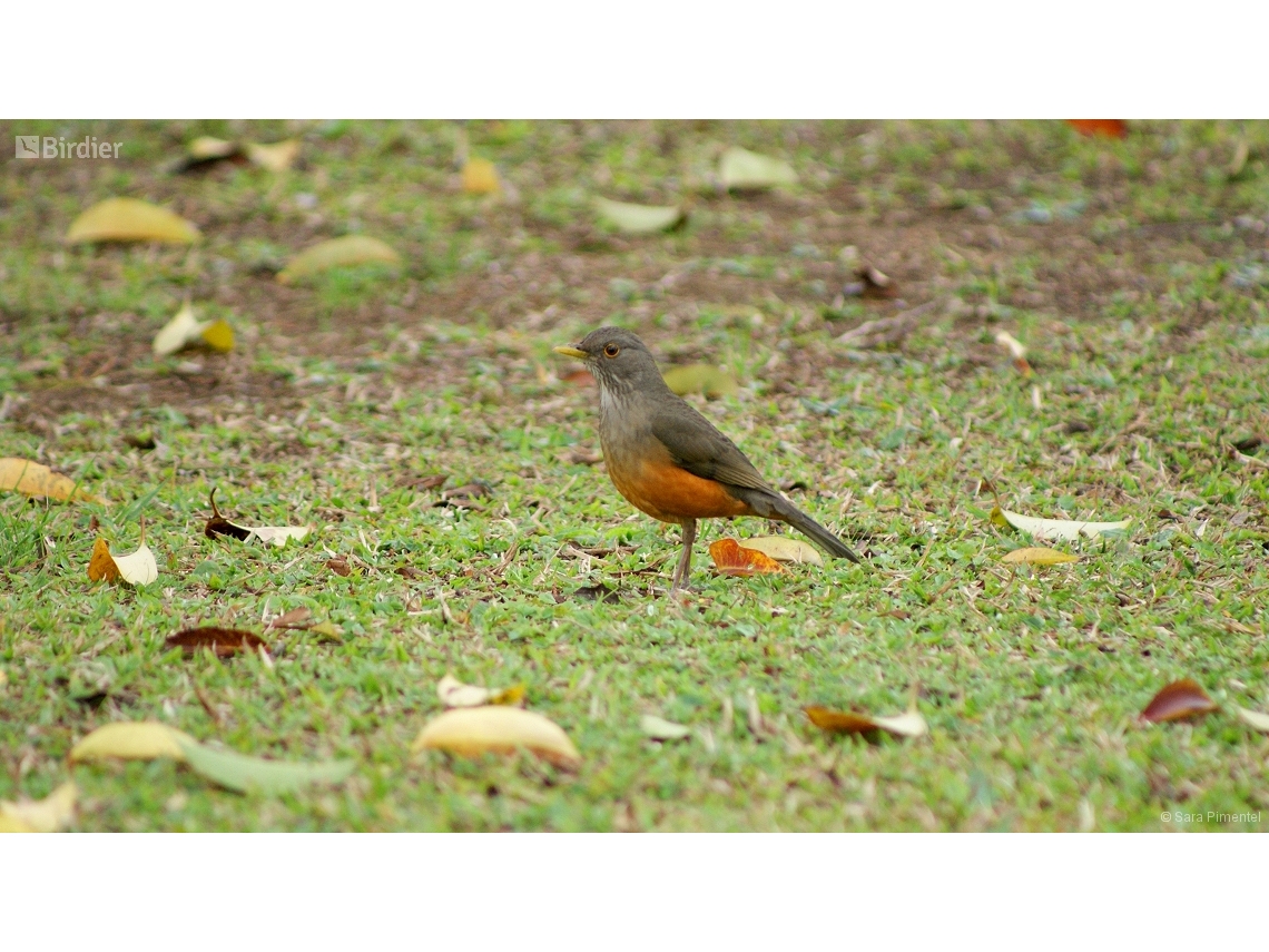 Turdus rufiventris