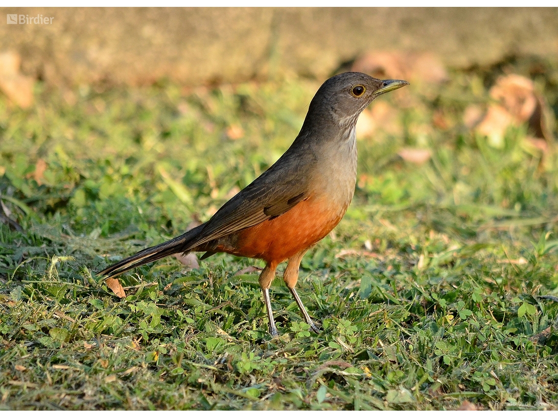 Turdus rufiventris