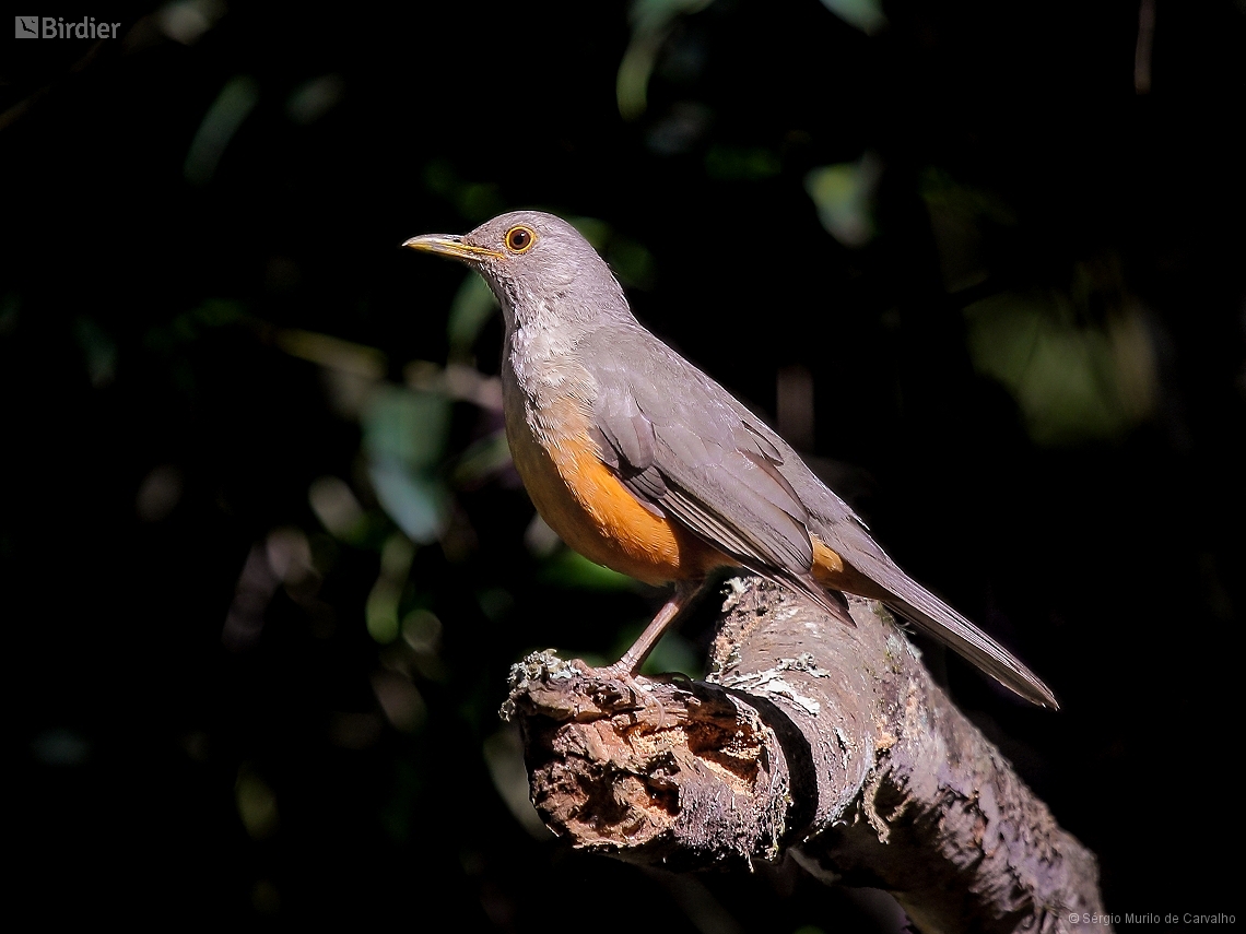 Turdus rufiventris