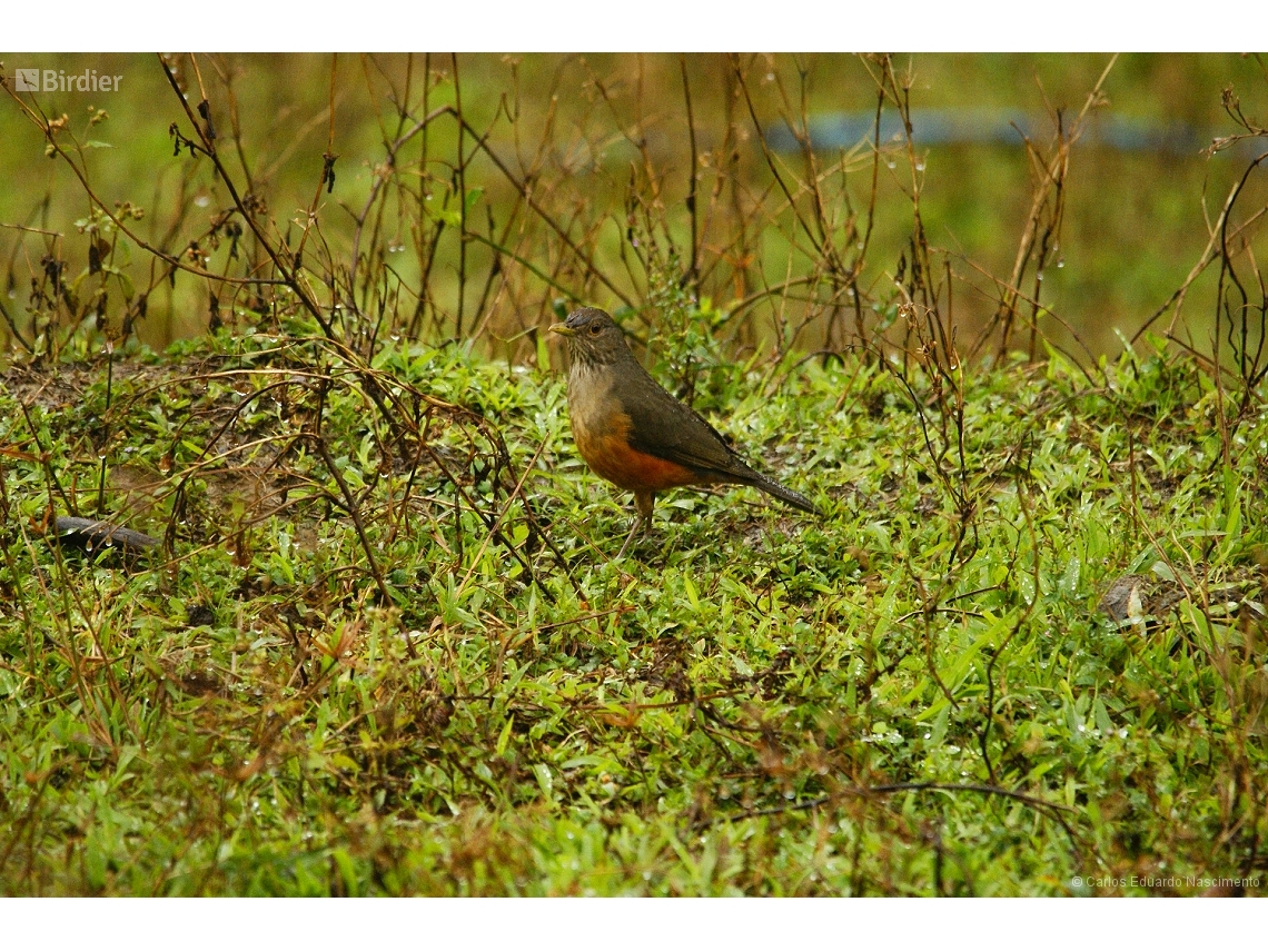 Turdus rufiventris