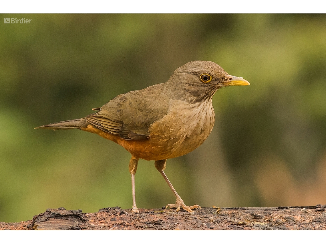 Turdus rufiventris